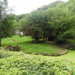 [2018] Lion enclosure