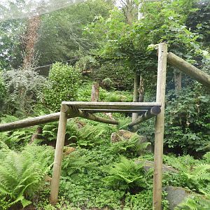 [2018] Asian golden cat enclosure