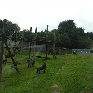 [2018] Gorilla enclosure