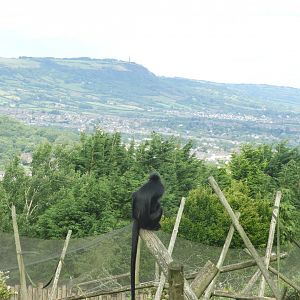 [2018] Francois langur with view