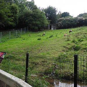 [2018] Blesbok enclosure