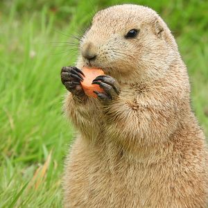 [2018] Black-tailed prairie dog