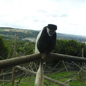 [2018] Black and white colobus