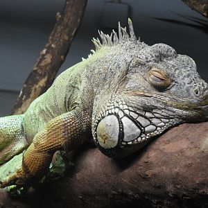[2018] Green iguana