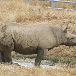 [2018] Black rhino