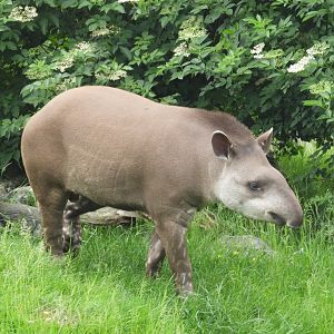 [2018] Brazilian tapir