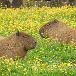 [2018] Capybara