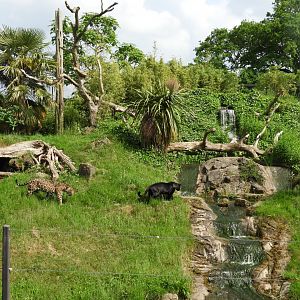 [2018] Jaguar enclosure