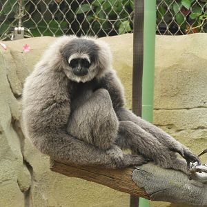 [2018] Silvery gibbon