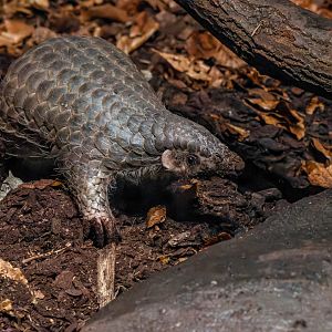 Chinese pangolin (Manis pentadactyla)