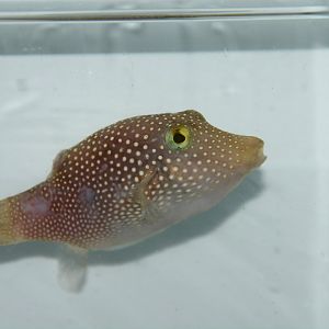 Spotted sharpnose puffer (Canthigaster punctatissima)