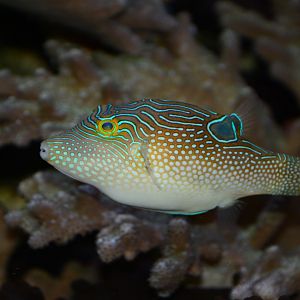 Peter's toby (Canthigaster petersii)