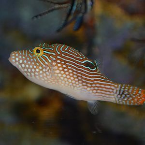 Peter's toby (Canthigaster petersii)