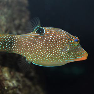Papuan toby (Canthigaster papua)