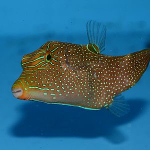 Papuan toby (Canthigaster papua)