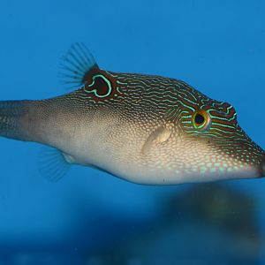 Compressed toby (Canthigaster compressa)