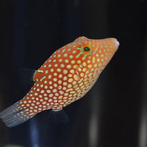 Honeycomb toby (Canthigaster janthinoptera)
