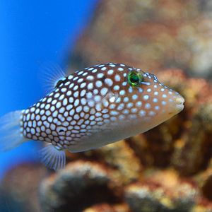 Hawaiian whitespotted toby (Canthigaster jactator)
