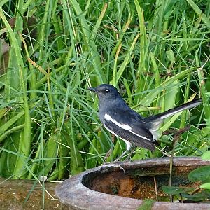Oriental magpie robin (Copsychus saularis saularis)