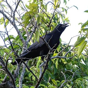 Large-billed crow (Corvus (macrorhynchos) levaillantii)
