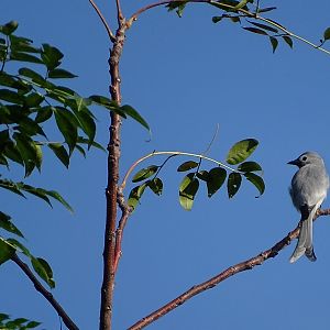 Ashy drongo (Dicrurus leucophaeus)