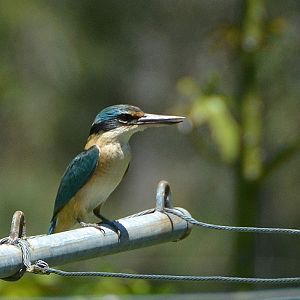 Sacred kingfisher on clothes line