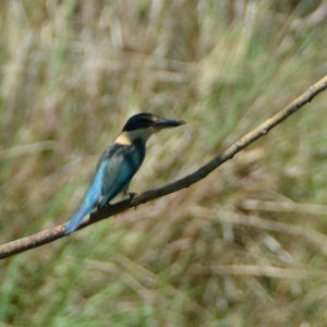 Sacred kingfisher