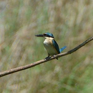 Sacred kingfisher 1