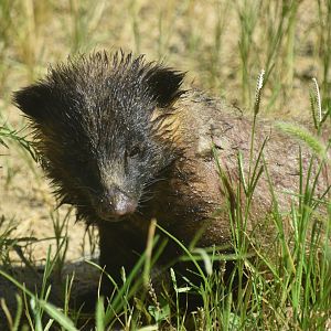 Asian badger, Meles leucurus