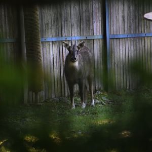 Long-tailed goral, Naemorhedus caudatus
