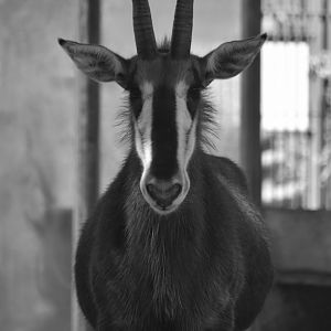 Sable antelope, Hippotragus niger