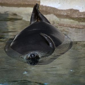 Spotted seal, Phoca largha