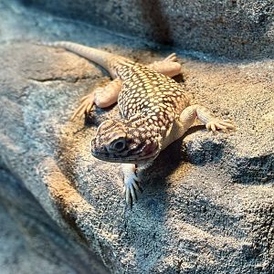 Central netted dragon (Ctenophorus nuchalis)