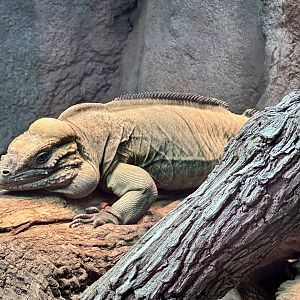 Rhinoceros iguana (Cyclura cornuta)