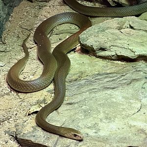 Coastal taipan (Oxyuranus scutellatus)