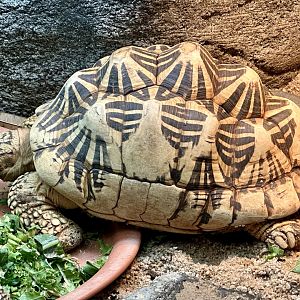 Star tortoise (Geochelone elegans)