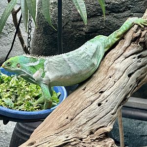 Fijian crested iguana (Brachylophus vitiensis)