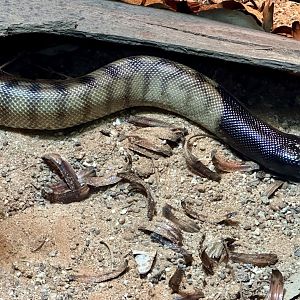 Black-headed python (Aspidites melanocephalus)
