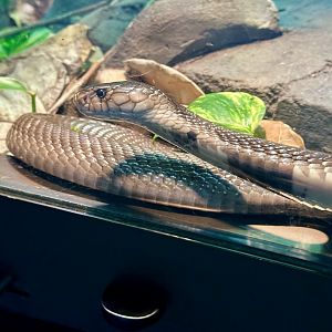 Monocled cobra (Naja kaouthia)