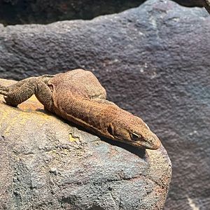 Southern Pilbara rock monitor (Varanus hamersleyensis)
