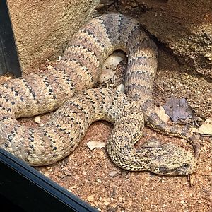 Common death adder (Acanthophis antarcticus)
