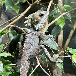 Boyd’s forest dragon (Lophosaurus boydii)