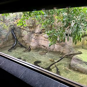 Freshwater Crocodile Exhibit (Reptile House)