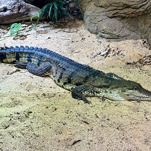 Freshwater crocodile (Crocodylus johnsoni)