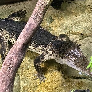 Philippine crocodile (Crocodylus mindorensis)