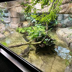 Philippine Crocodile Exhibit (Reptile House)