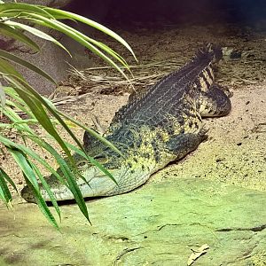 Philippine crocodile (Crocodylus mindorensis)