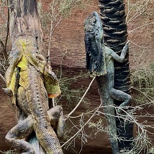 Frilled lizard (Chlamydosaurus kingii)