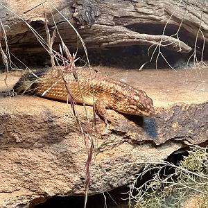 Hosmer’s skink (Egernia hosmeri)