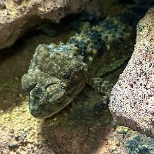 Amy’s knob-tailed gecko (Nephrurus amyae)